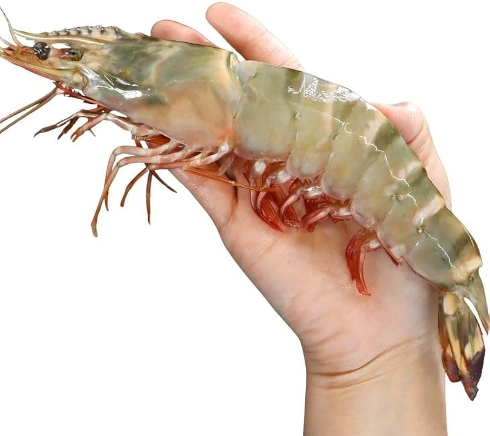 Amazon.co.jp: 【当店直輸入！】超超特大！天然有頭シータイガー えび