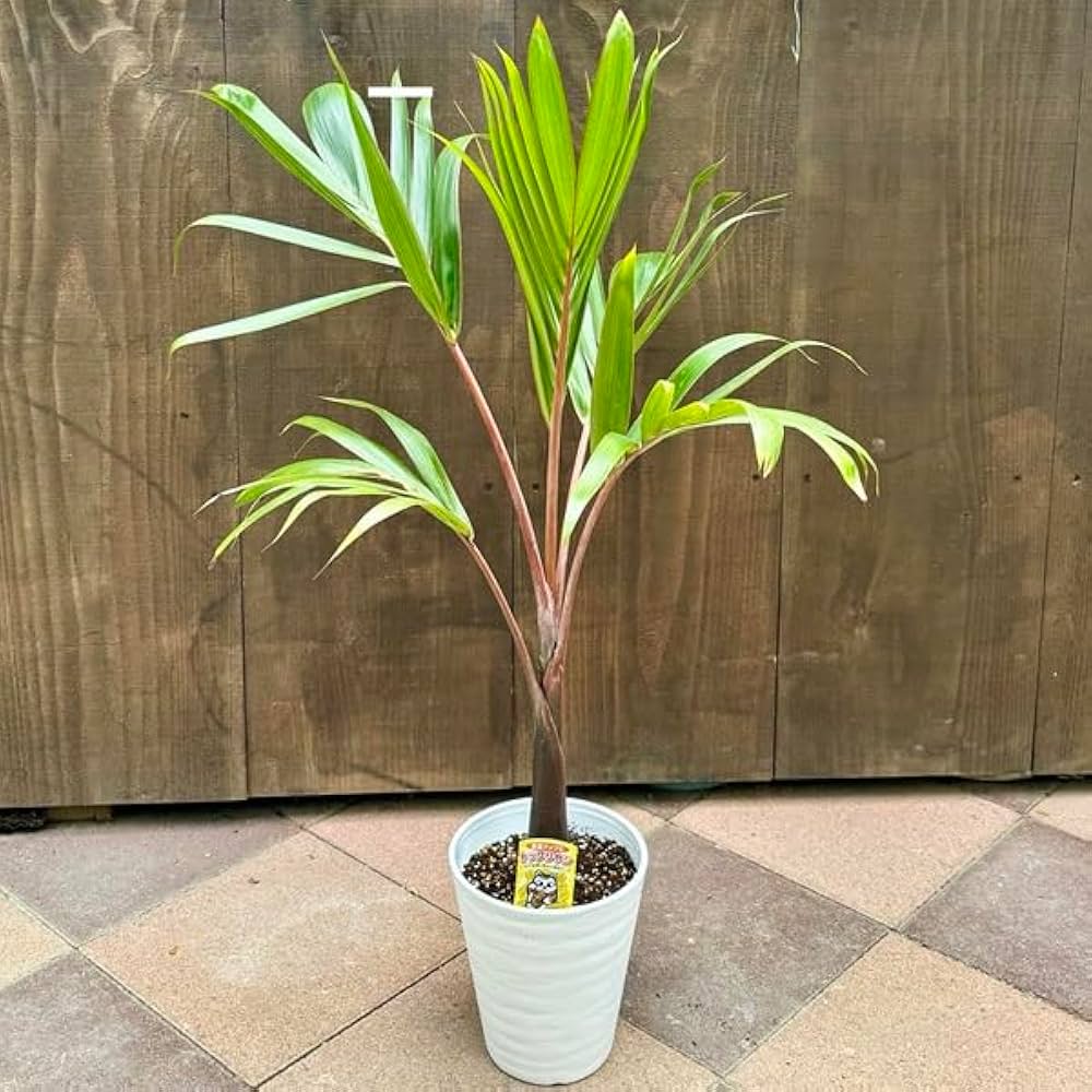 Amazon.co.jp: 観葉植物・希少：トックリヤシ(徳利椰子)*6号 : DIY