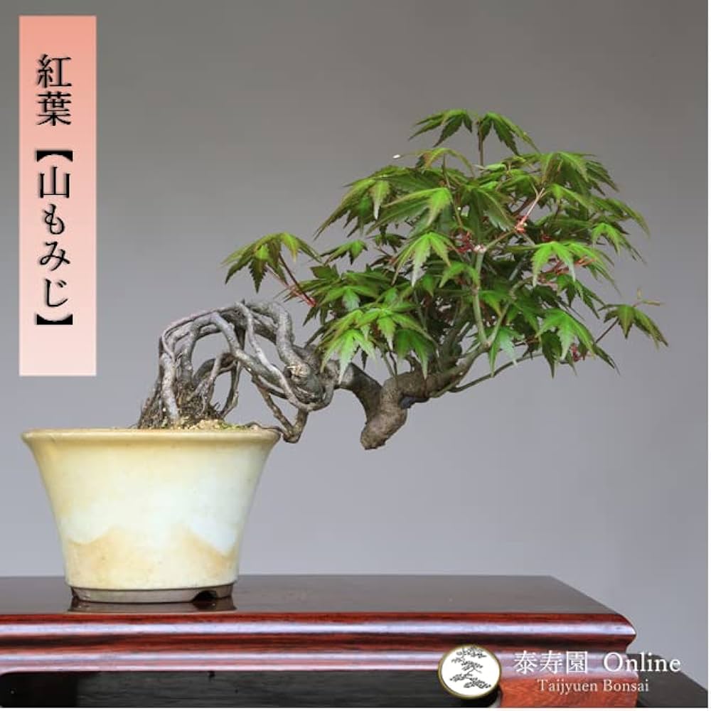 Amazon.co.jp: 紅葉『山もみじ』根上り懸崖づくり 小品盆栽【泰寿園