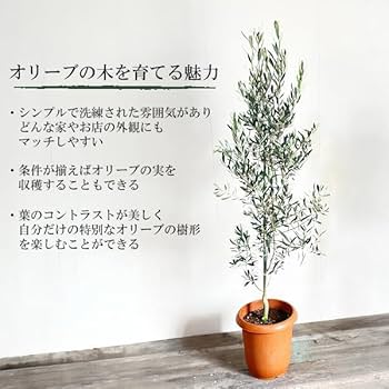 Amazon｜オリーブの木 10号 大鉢 大型 インテリア 庭木 鉢植え