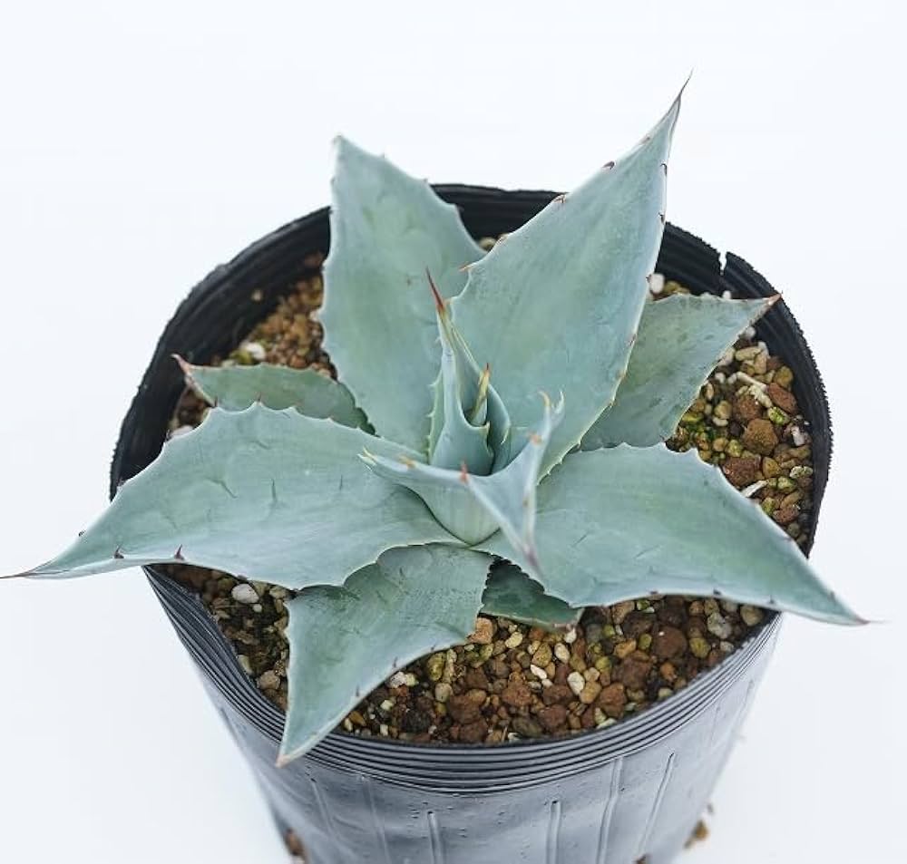 アガベ オバティフォリア フロスティブルー 大株 【公式通販】