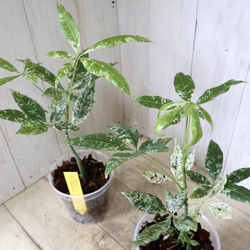 観葉植物 パキラ 斑入り」の人気商品一覧 | 安い商品を通販サイトから