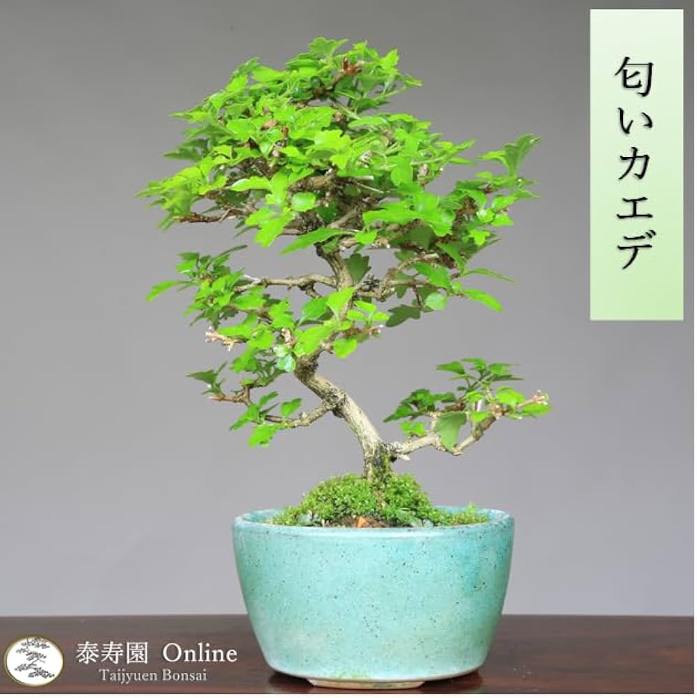 Amazon.co.jp: 『匂い楓』ニオイカエデ 小品盆栽【泰寿園 Online