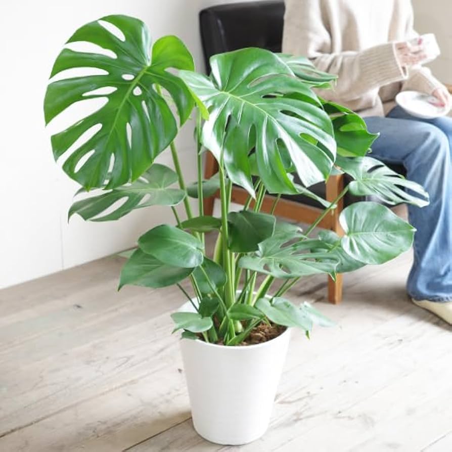Amazon｜モンステラ 観葉植物 本物 インテリア 大型 大 ホワイトセラ