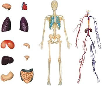 Amazon.co.jp: 人体模型、人体解剖模型、内臓解剖モデル、人間の胴体