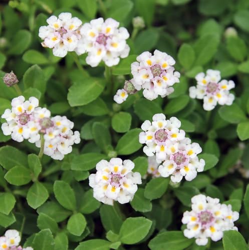 放置上等】ほぼ手入れ不要でよく育つ丈夫なグランドカバー5選