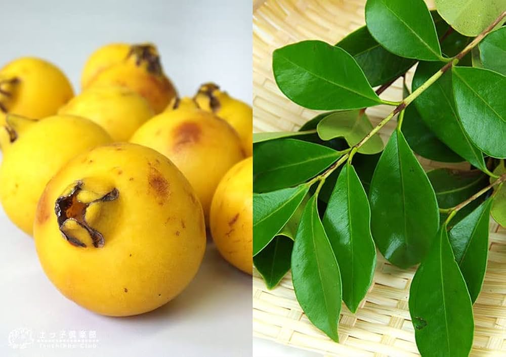 Amazon.co.jp: グアバ「イエローストロベリーグァバ」13.5cmポット苗