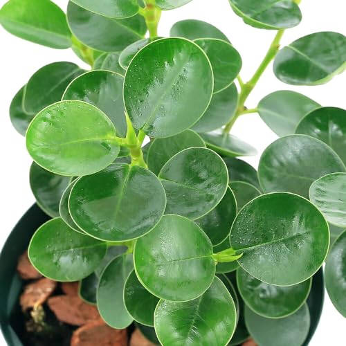 コパンダガジュマル」の人気商品一覧 | 安い商品を通販サイトから探す