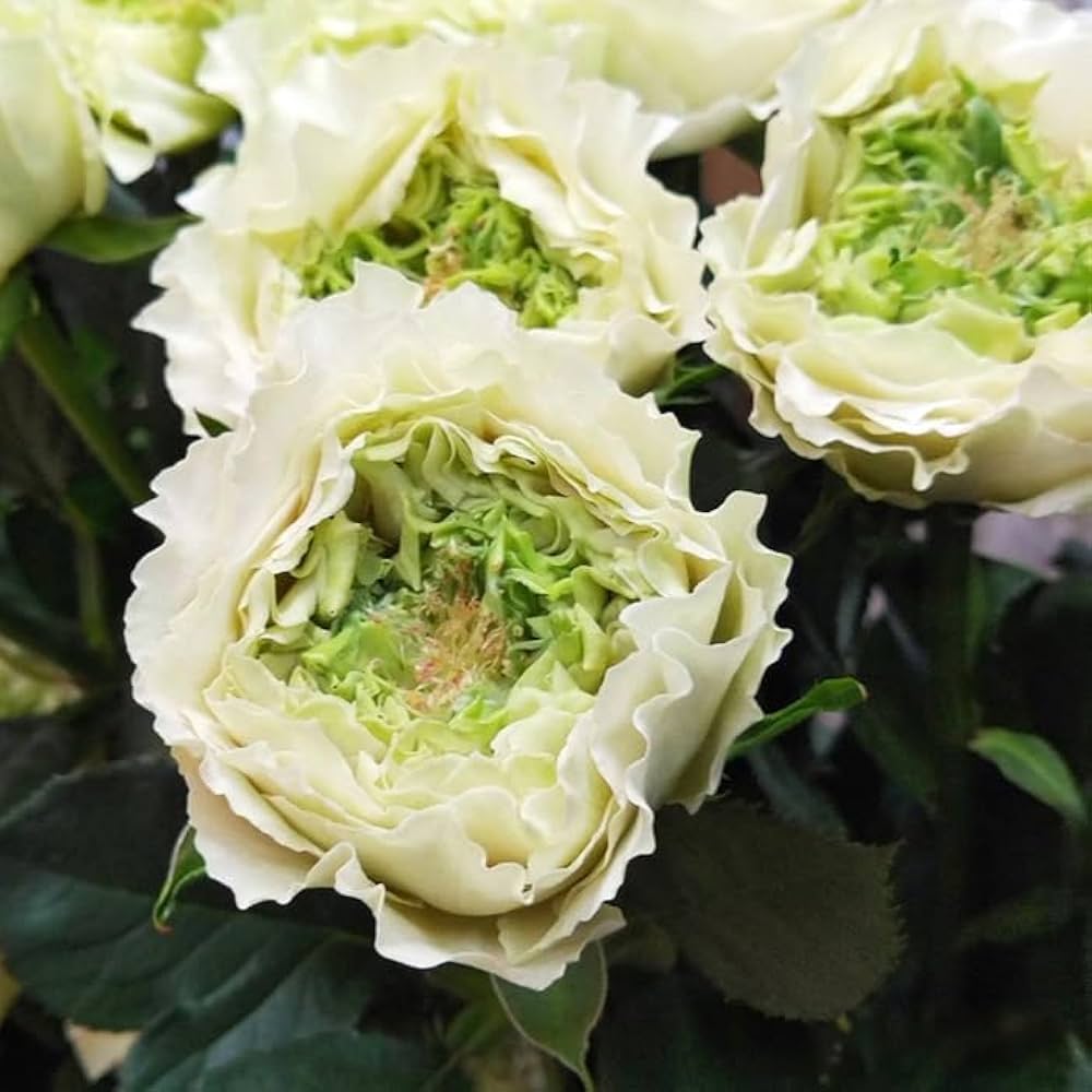 Amazon.co.jp: 予約販売 バラ苗 バラ新苗 MONSTER 契約品種 薔薇 ばら