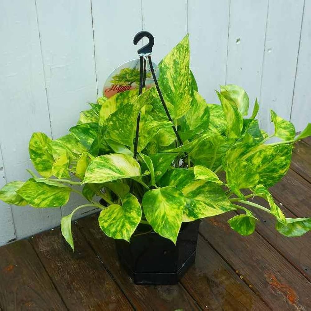 Amazon｜ポトス ハッピーデー 5号吊り鉢 斑入り 観葉植物 枝垂れる 夏