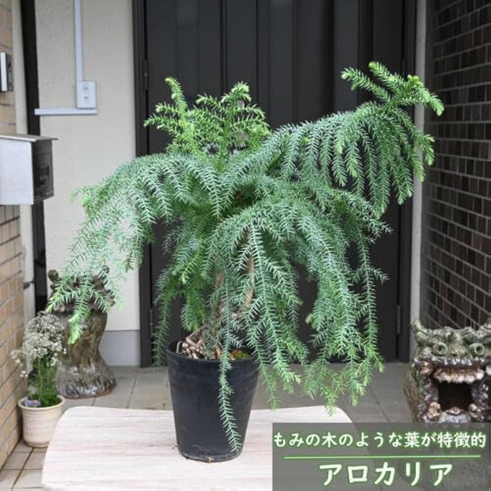 Amazon.co.jp: アロカリア ナンヨウスギ鉢入り シマナンヨウスギ 南洋