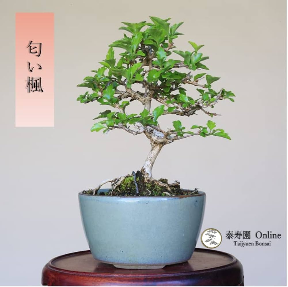 Amazon｜『匂い楓』ニオイカエデ ミニ盆栽【泰寿園 Online】｜観葉植物