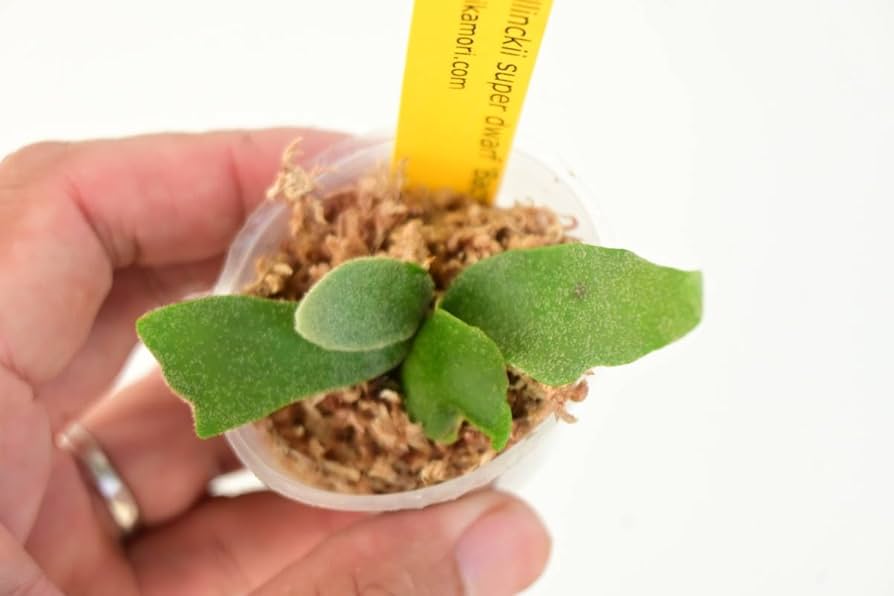 Amazon.co.jp: P.willinckii super dwarf 'Bacteria'⑥ @bikamori.com