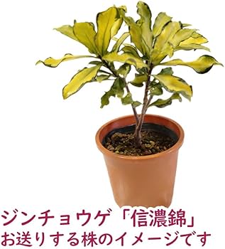 Amazon.co.jp: ジンチョウゲ『 信濃錦 (しなのにしき) 』4号鉢 樹高約