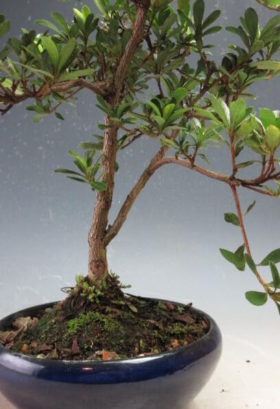 Amazon.co.jp: 盆栽 花芽付き！皐月（サツキ）（松鏡）(4527) 【現品