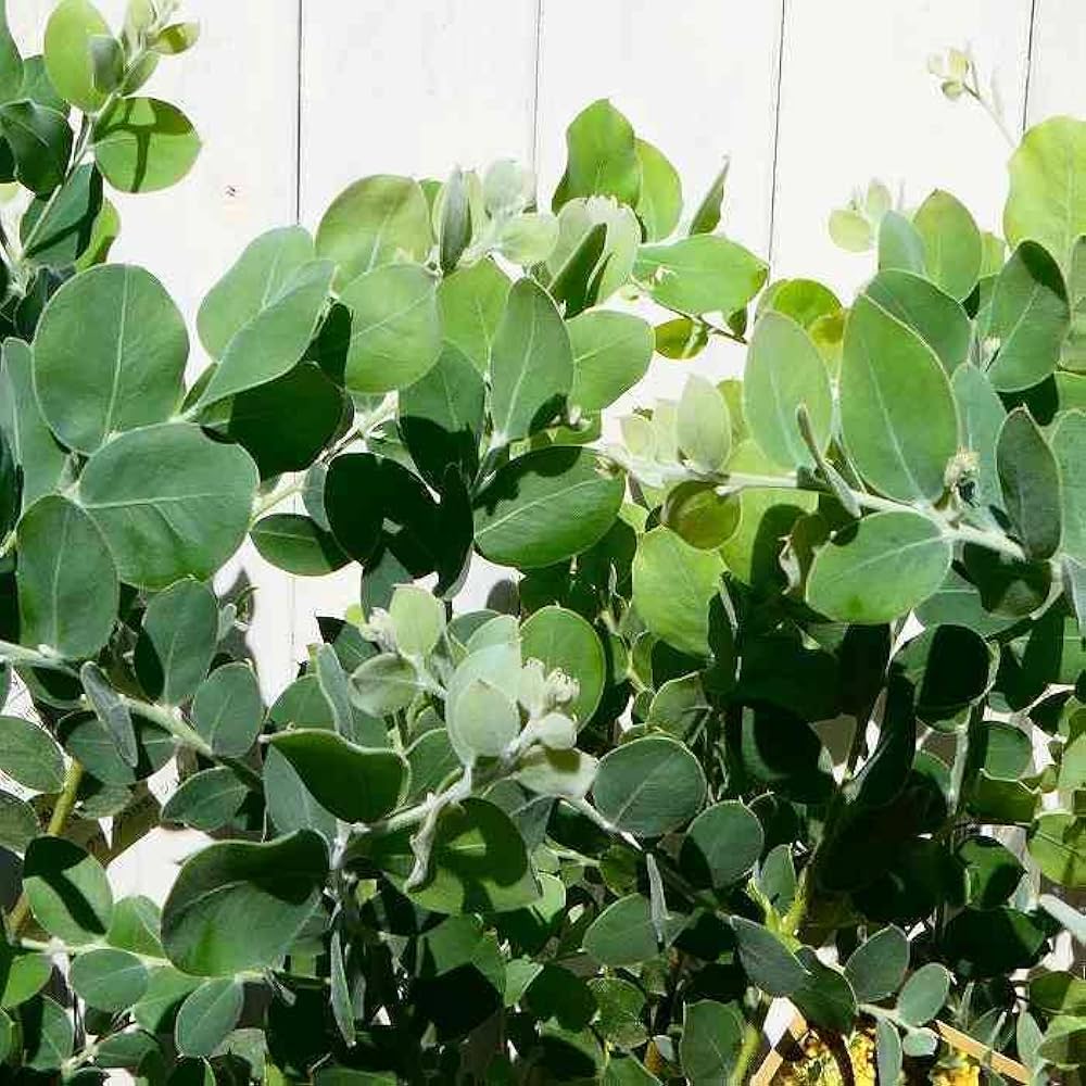 Amazon.co.jp: パールアカシア 苗 5号鉢 アカシア 苗木 シンボルツリー