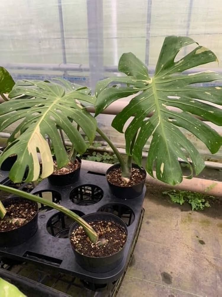 Amazon｜斑入りモンステラ／80cm前後（7号）｜観葉植物 オンライン通販