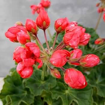 Amazon.co.jp: ゼラニウム（チューリップ咲き）：コニー5号鉢植え