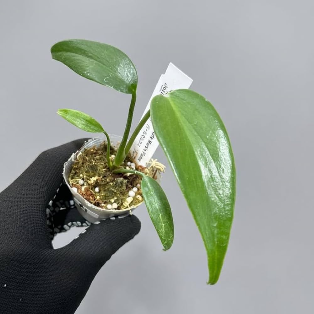 Amazon｜JolieNursery（ジョリーナーセリー）モンステラ バール