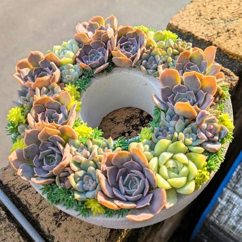 寄せ植え リース」の人気商品一覧 | 安い商品を通販サイトから探す