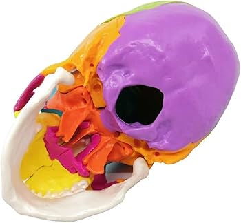 Amazon.co.jp: 人間の頭蓋骨モデル、22パーツ、9色、実物大、ニス塗り