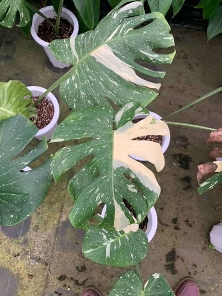 Amazon｜斑入りモンステラ／80cm前後（7号）｜観葉植物 オンライン通販