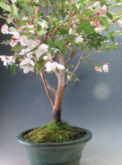 Amazon.co.jp: 椿の盆栽 小葉白花椿 花芽付き！エリナ・カスケード