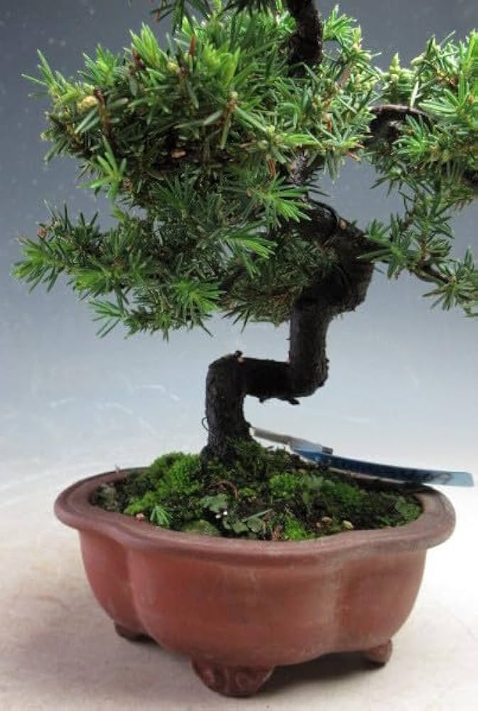 Amazon.co.jp: 盆栽 八房杜松/トショウ【現品】（3409） : DIY・工具