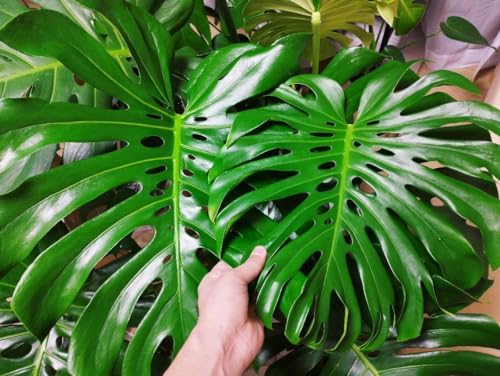 観葉植物】モンステラ・デリシオーサ'マクロコズム'の育て方、特徴