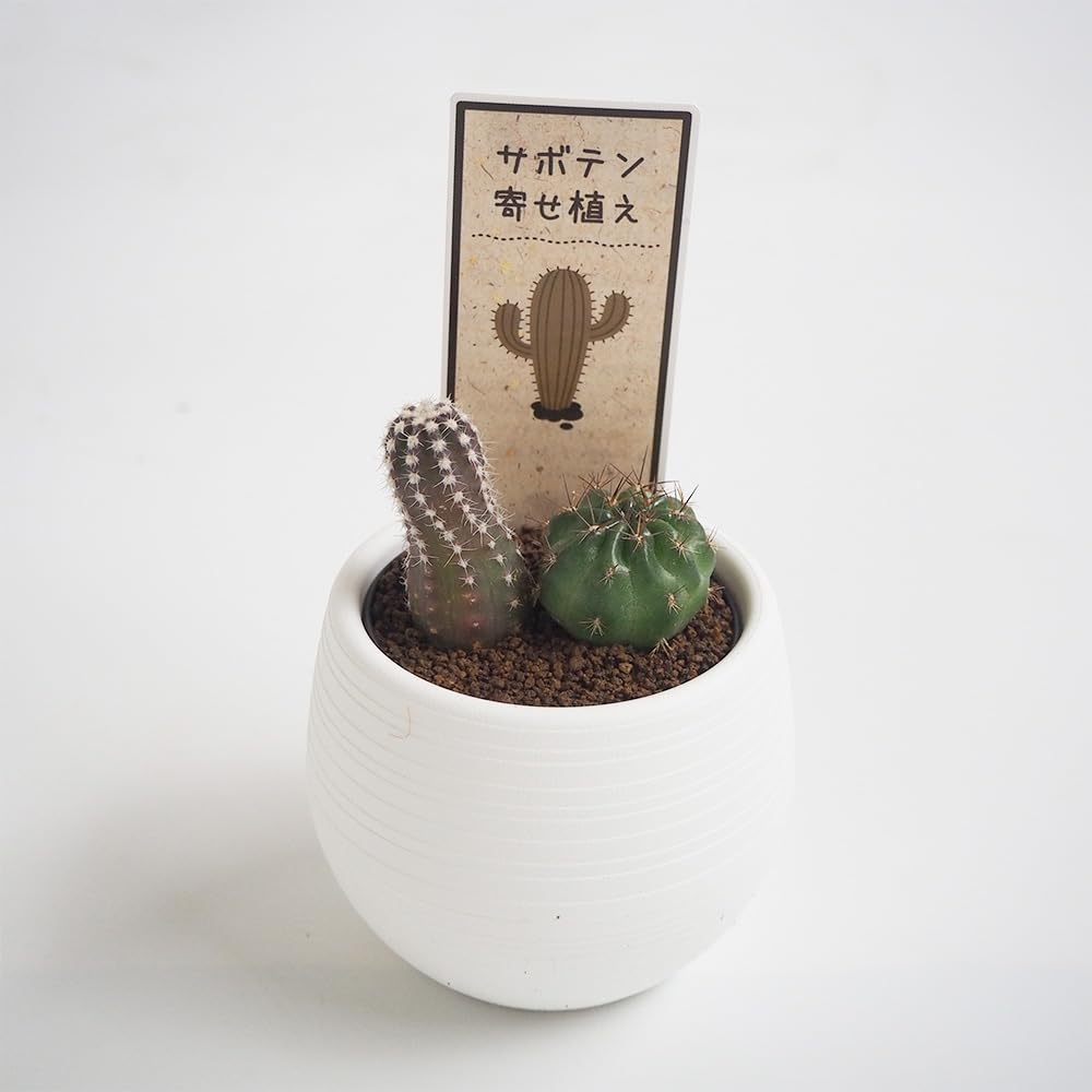 Amazon.co.jp: サボテン 寄せ植え 2品種寄せ植えミックス 3号 4個