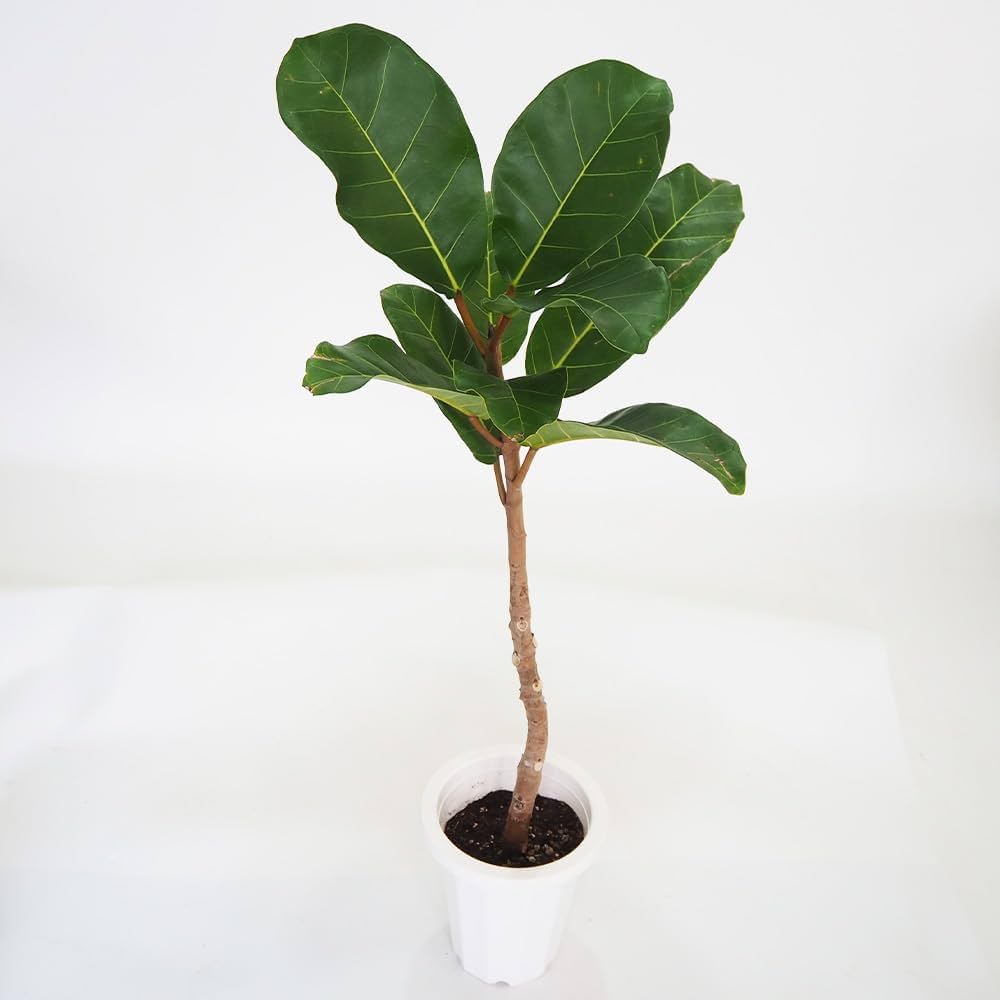 Amazon.co.jp: フィカス アフリカンプリンス 8号 1個売り【品種で