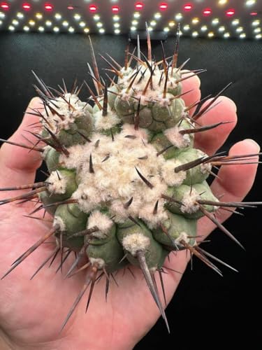 黒王丸」の人気商品一覧 | 安い商品を通販サイトから探す - 価格.com