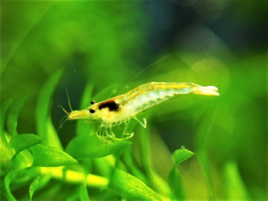 Amazon | 【ヤマト宅急便】ミナミヌマエビ 100匹+おまけ分（ヌマエビ