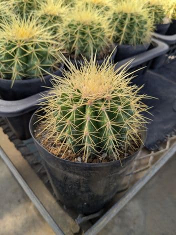 きのこページ 赤鳳8号 1点 と 金鯱4号 2点 園芸ネット本店