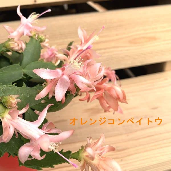 Amazon｜おしゃれ 観葉植物：デンマークカクタス コンペイトウ 鉢植え