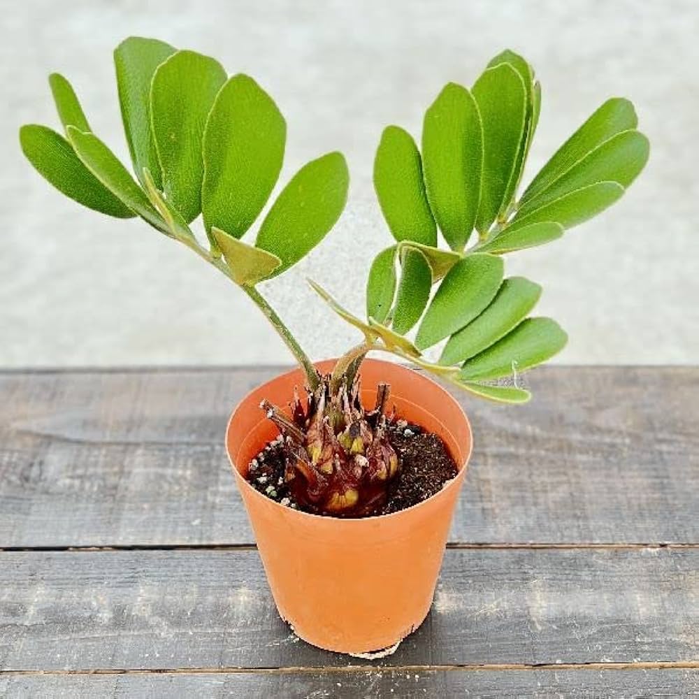 Amazon｜観葉植物：ザミア*ヒロハザミア メキシコソテツ 4号 苗｜観葉