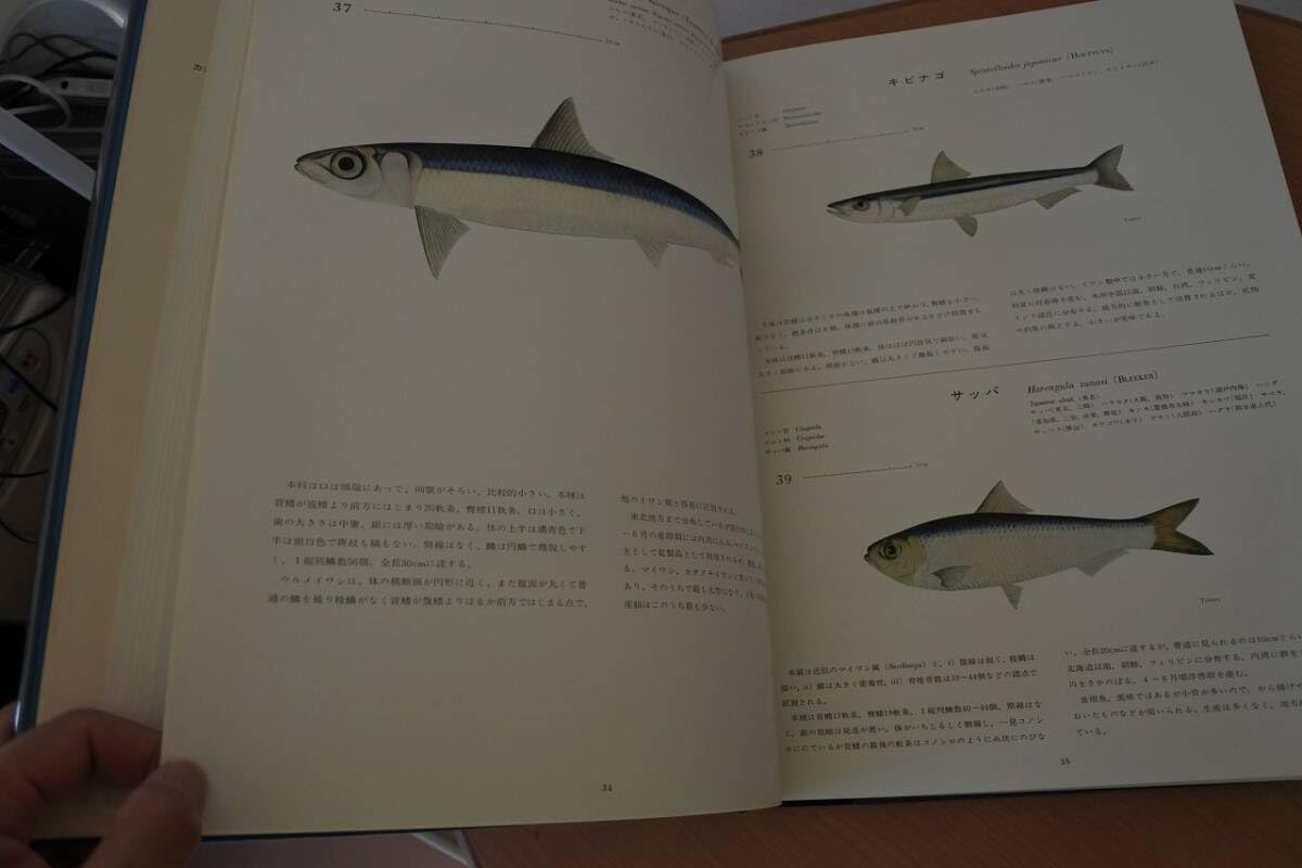 Amazon | 大型本日本産魚類大図鑑 檜山義夫 安田富士郎 著 昭和46年