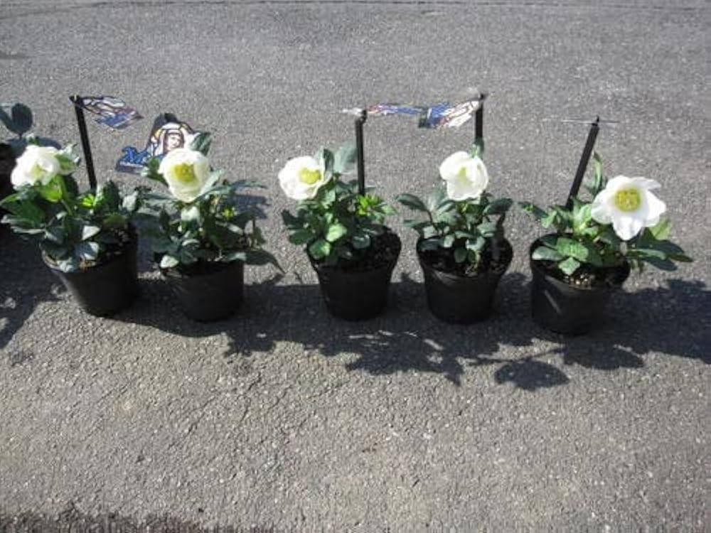 Amazon.co.jp: クリスマスローズ開花株5個セット クリスマスローズ