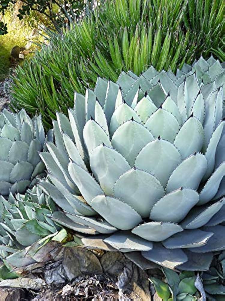 Amazon｜【種子】Agave parryi ssp. Parryi◇アガベ・パリー◎吉祥天