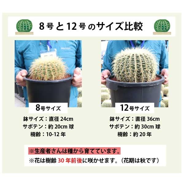 Amazon.co.jp: 農場直送！キンシャチ 金シャチ 金鯱 サボテン 12号鉢