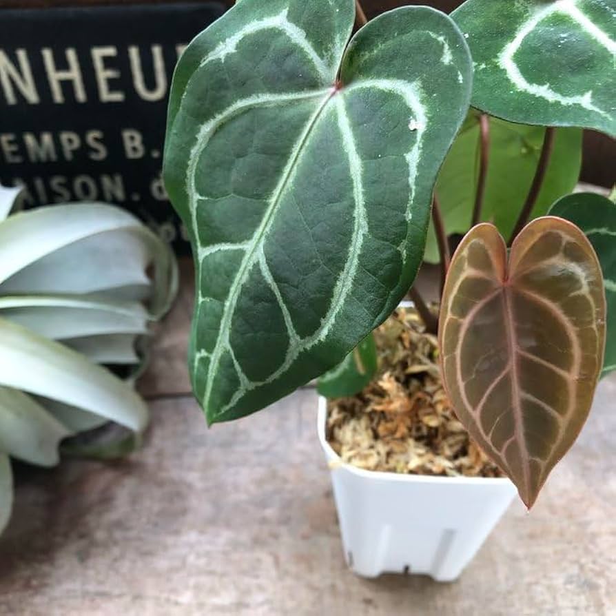 Amazon.co.jp: アンスリウム レッドクリスタリナムAnthurium 'Red