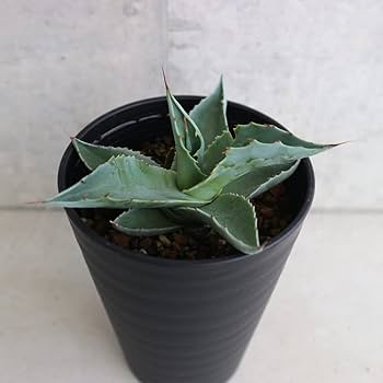 Amazon.co.jp: アガベ・オバティフォリア 3.5号鉢【品種で選べる多肉