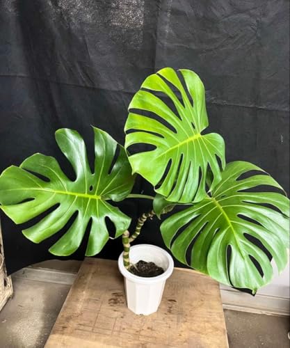 観葉植物 モンステラ 幹上がり」の人気商品一覧 | 安い商品を通販