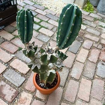 Amazon｜サボテン 柱サボテン ブランチ 親株 サボテン トゲなし ドライ