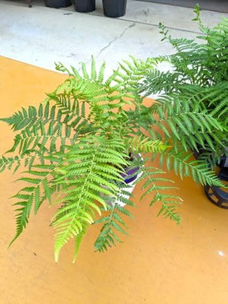 Amazon｜ディクソニア アンタルクティカ 5号 木性シダ植物｜観葉植物