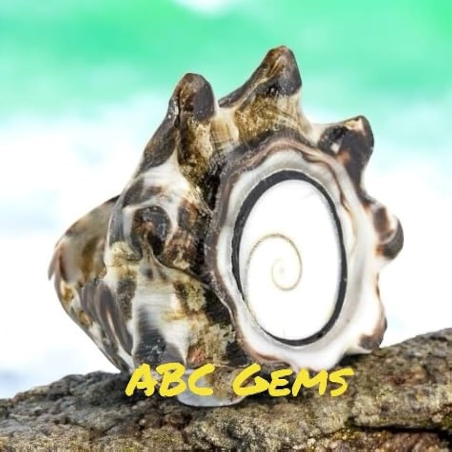 Amazon.co.jp: ABCGEMS パールホワイト インドネシアシヴァアイシェル