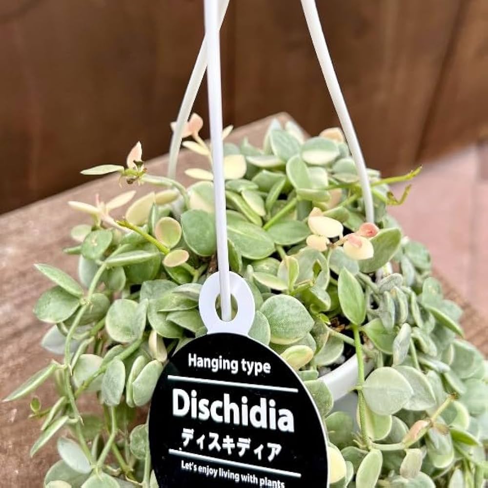 Amazon｜おしゃれ 観葉植物：ディスキディア ヌンムラリア