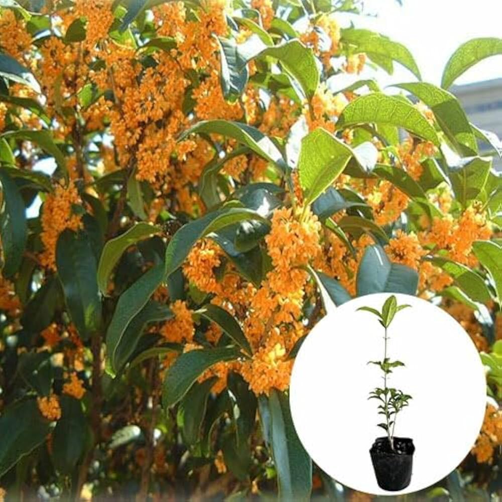 Amazon.co.jp: キンモクセイ 樹高0.2m前後 10.5cmポット 【 単 品