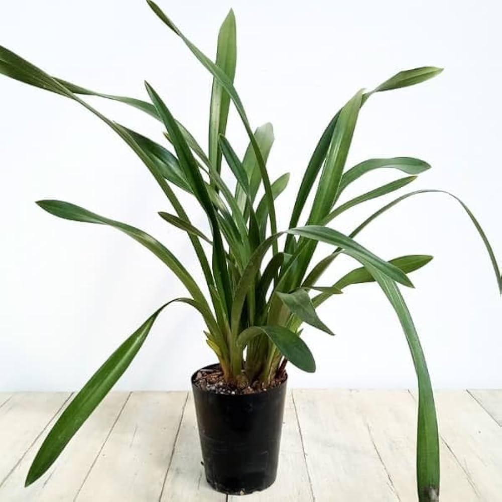 Amazon.co.jp: シンビジューム：フォアゴットンフルーツ花芽付き4号