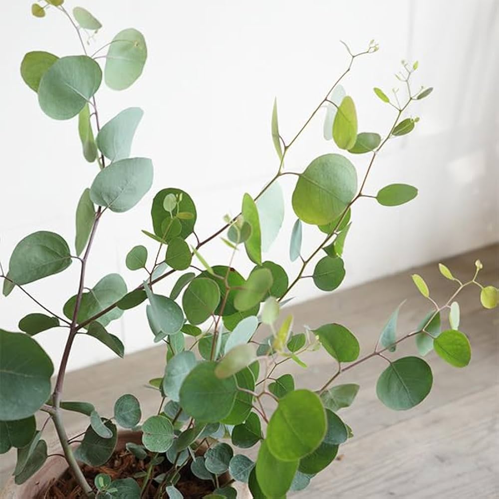 Amazon｜ユーカリ アンティークテラコッタ鉢植え 観葉植物 ベランダ